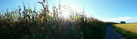Fields of corn and rice in the lowlands. Vigevano Italyの素材