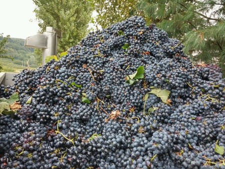 Grape wine (Barbera). Piemonte. Italy.の素材