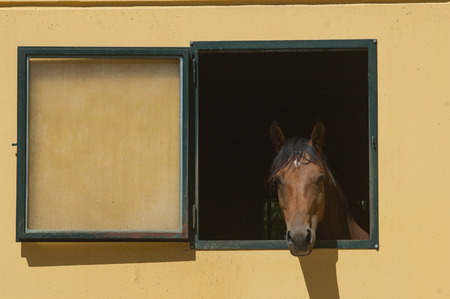 Horse stabled at the windowの写真素材