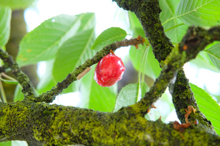 Suor cherries tree