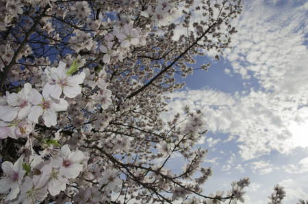 cherry flowersの写真素材