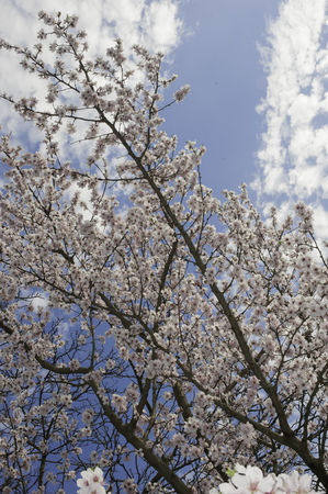 cherry flowersの写真素材