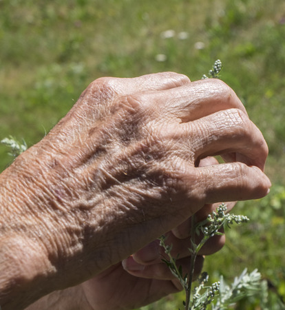 Grandfather handsの写真素材