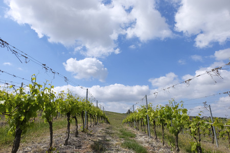 Vineyards for growing barbera grapesの写真素材