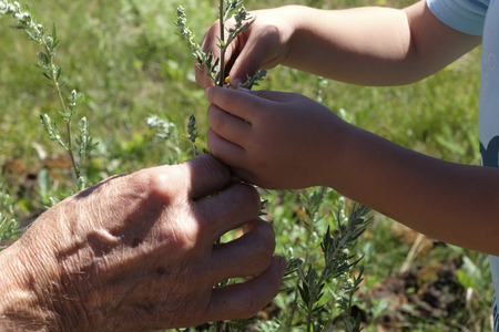 Generations. Grandpa teaches to groom niece plants.の写真素材