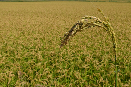 Mature rice field in the Po valleyの写真素材