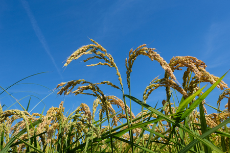 Mature rice field in the Po valleyの写真素材