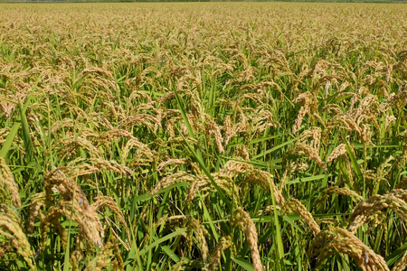 Mature rice field in the Po valleyの写真素材