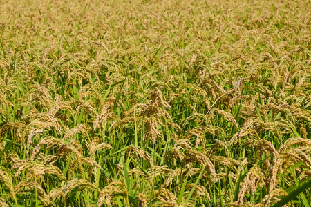 Mature rice field in the Po valleyの写真素材