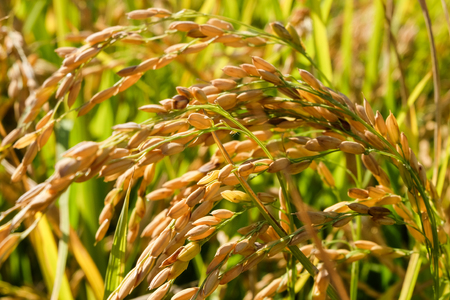Mature rice field in the Po valleyの写真素材