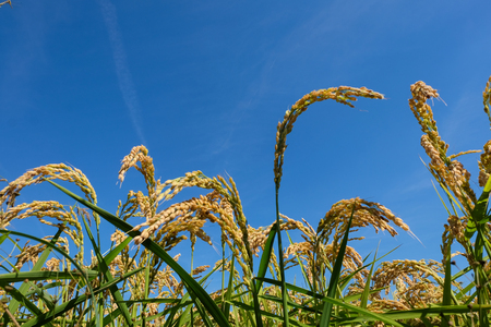 Mature rice field in the Po valleyの写真素材