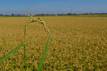 Mature rice field in the Po valleyの写真素材