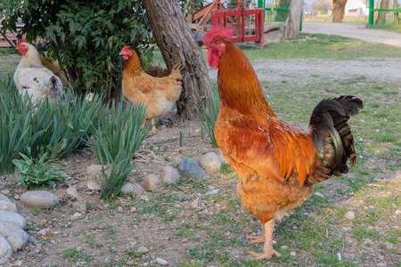Rooster on the farmの写真素材