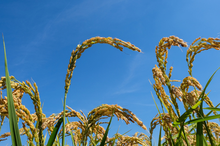 Mature rice field in the Po valleyの写真素材