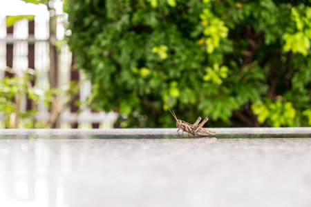 light brown grasshopper in garden backgroundの写真素材