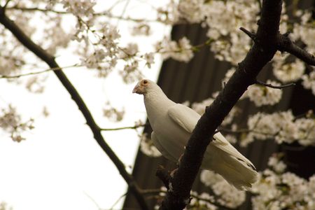 Yasukuni Shrine (Tokyo)の写真素材
