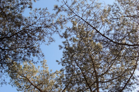 a closeup of a flower standing in the wildernessの写真素材