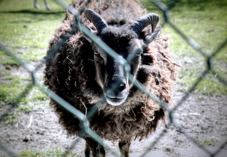 Northern Dutch wildlife as seen on a sunny dayの写真素材