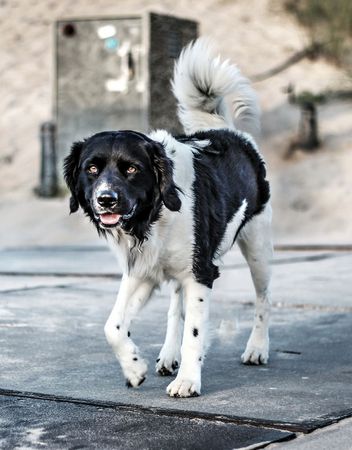 Authentic dutch landscape on a beautiful dayの写真素材