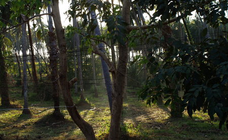 Rural lifestyle in Thailand on a bright dayの写真素材