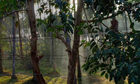 Lifestyle in rural thailand in summertimeの写真素材