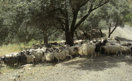 Everyday life at the island Crete in Greece in the summerの写真素材