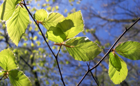 Leafs in the sun