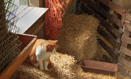 A cat in a farmhouseの写真素材
