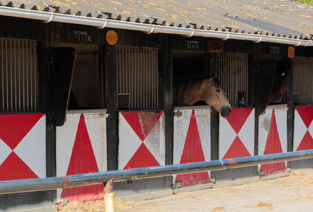 Dutch nature landscape around Amsterdam on a spring dayの写真素材