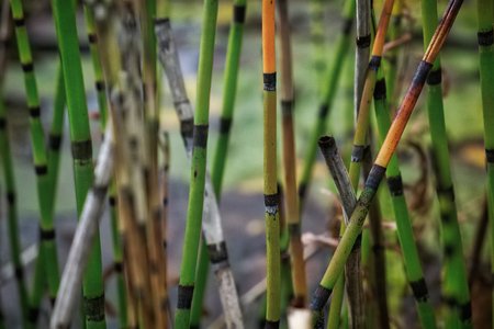 Dutch landscape in the summertime with flowers and plantsの写真素材