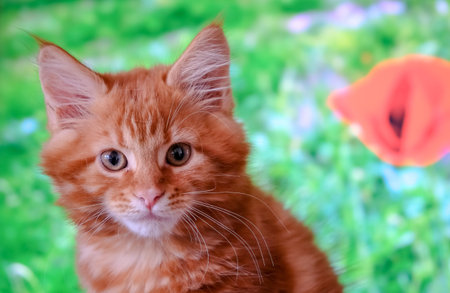 Red Main Coon kitten in a domestic setting