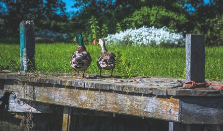 Two ducks sitting on a pier near the grass in the Netherlandsの写真素材