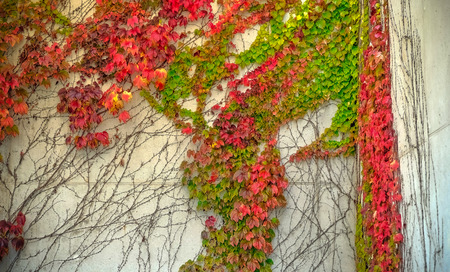 Dutch landscape in the summertime with flowers and plantsの写真素材