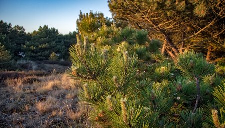 Dutch woods in the sunset in the Netherlandsの写真素材
