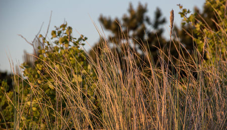 Dutch woods in the sunset in the Netherlandsの写真素材