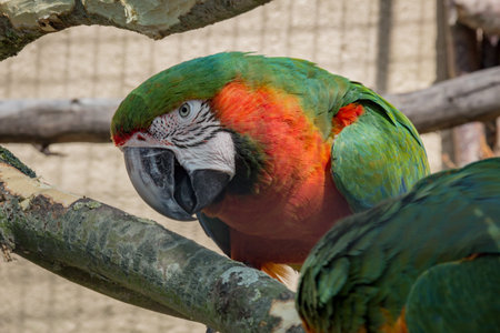 Close image of a dutch feathered bird in the Netherlands