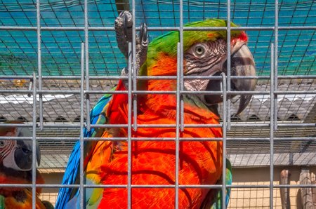 Close image of a dutch feathered bird in the Netherlandsの写真素材