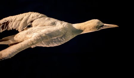 Close image of a dutch feathered bird in the Netherlandsの写真素材