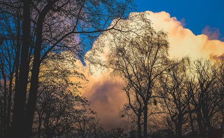 Trees in autumn against a cloudy dutch skyの写真素材