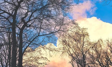 Trees in autumn against a cloudy dutch sky