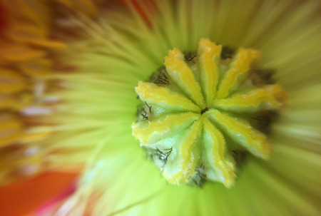 closeup of a flower with a macro lensの写真素材