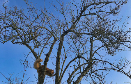Red Maine Coon kitten playing outdoors in a tree