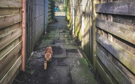 Red Maine Coon kitten playing outdoors in a treeの写真素材