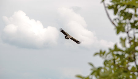 Eagle against clouds with soft focus tree in France