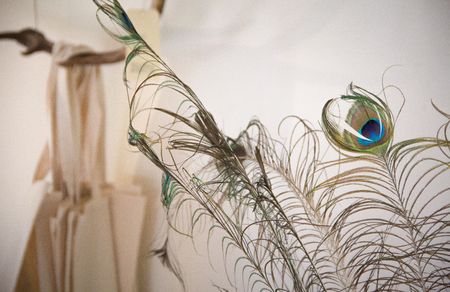 feather of a peacock against a white wallの写真素材