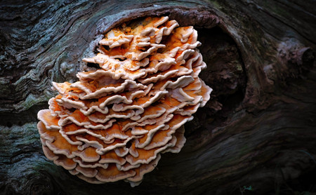 Fungus on a tree in the woods orange summerの写真素材