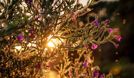 landscape Dutch nature water trees sunset netherlandsの写真素材