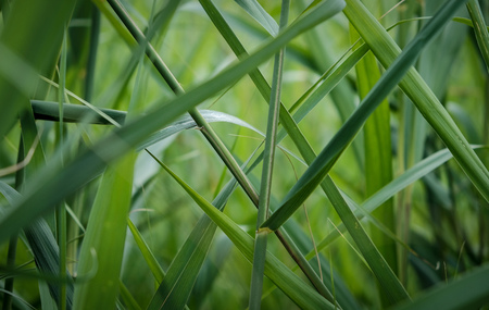 Lavish green in a park in amsterdam the netherlandsの写真素材