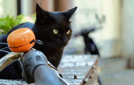 black cat sitting on a table in amsterdamの写真素材