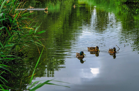 Ducks swimming in a pond in a park in amsterdamの写真素材